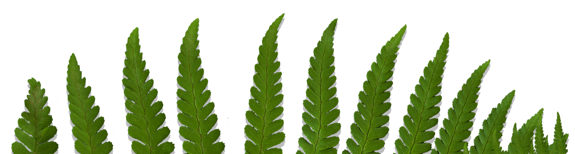 Fern