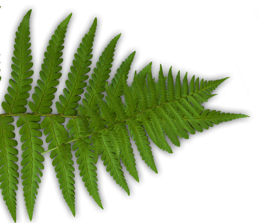 Fern